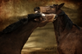 nhupin-chevaux--19