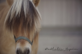 nhupin-chevaux-1952