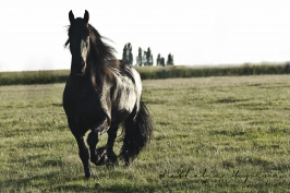 nhupin-chevaux--43