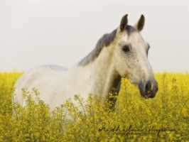 nhupin-chevaux--57