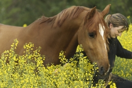 nhupin-chevaux--62