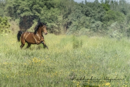 nhupin-chevaux--68