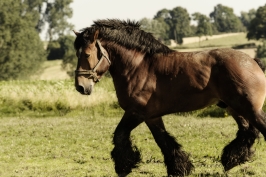 nhupin-chevaux--69
