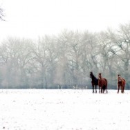 des chevaux dans la neige