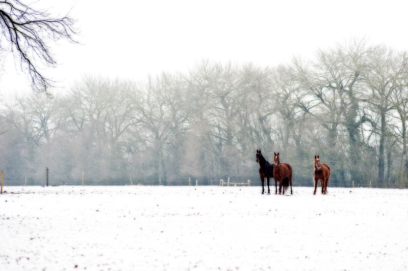 des chevaux dans la neige