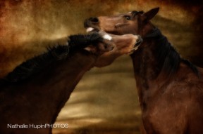 chevaux qui jouent