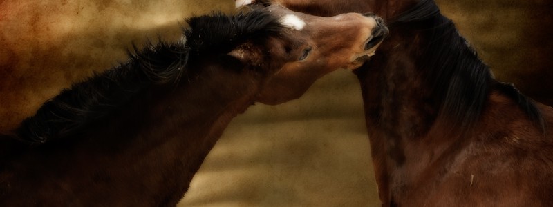 chevaux qui jouent