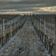 vignes à narbonne