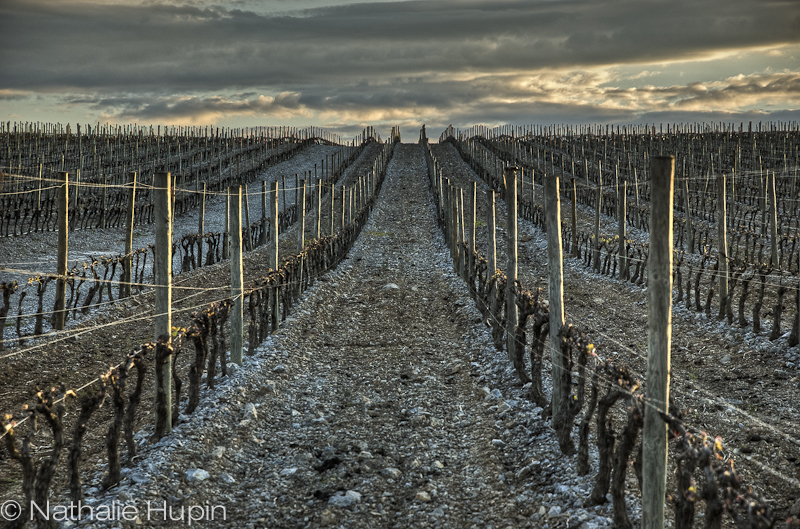 vignes à narbonne